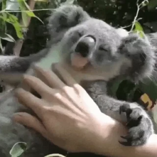 video Koalas STICKER PARTY stiker 🤤