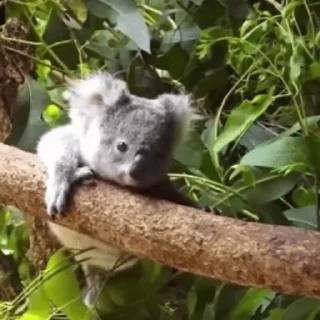 video Koalas STICKER PARTY emoji 😤