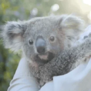 video Koalas STICKER PARTY emoji 🥹