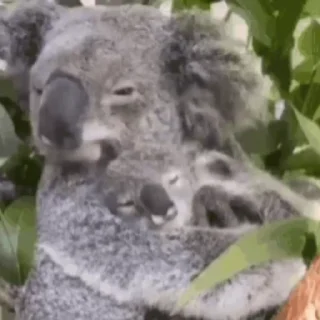 video Koalas STICKER PARTY stiker 💞
