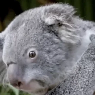 video Koalas STICKER PARTY emoji 😳