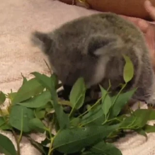 video Koalas STICKER PARTY emoji 🤓