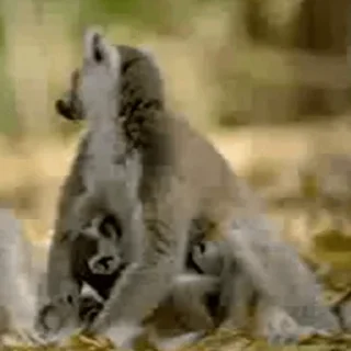 Lemurs emoji 🤨