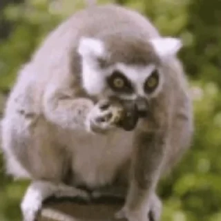 Lemurs stiker 🤓