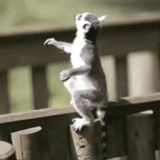 Стікер Lemurs 🤪