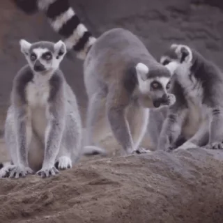 Стікер Lemurs 😎