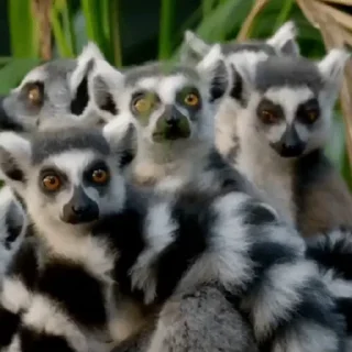 Lemurs emoji 👀