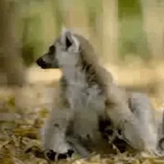 Стикер Lemurs 🥸