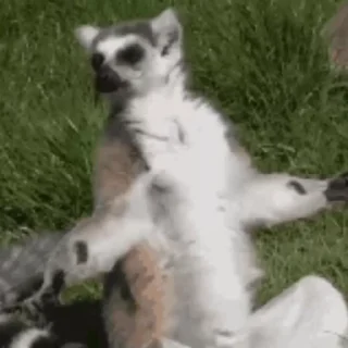 Стікер Lemurs 🧘
