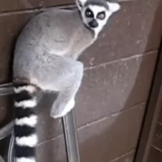 Lemurs stiker 🙂