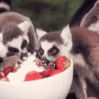 Lemurs emoji 🍓
