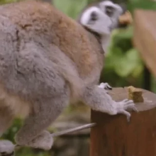 Lemurs stiker 😺