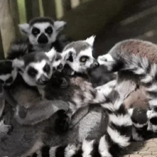 Lemurs stiker 😎