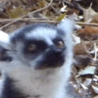 Lemurs stiker 👀