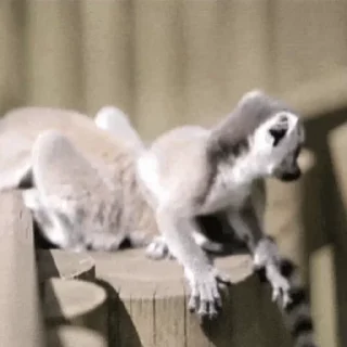 Стікер Lemurs 🙃