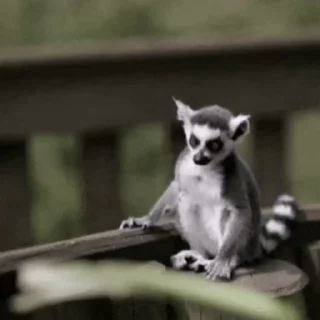 Lemurs stiker 🤪