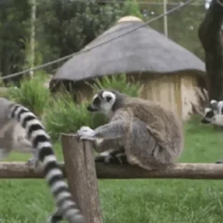 Lemurs stiker 😐