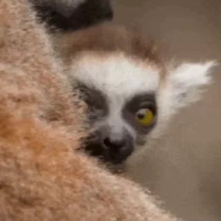 Lemurs stiker 👽