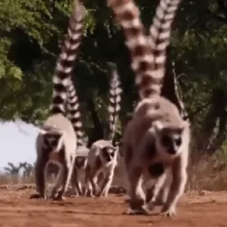 Lemurs emoji 🐾