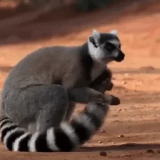 Lemurs stiker 🧼