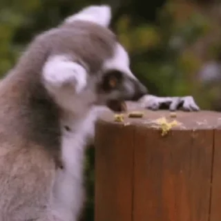Lemurs stiker 😋