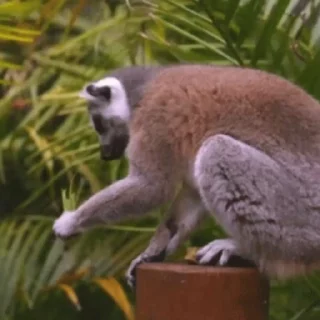 Lemurs stiker 🌿