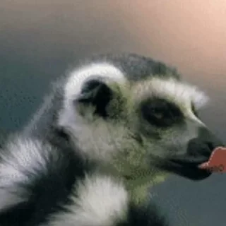 Lemurs stiker 😎
