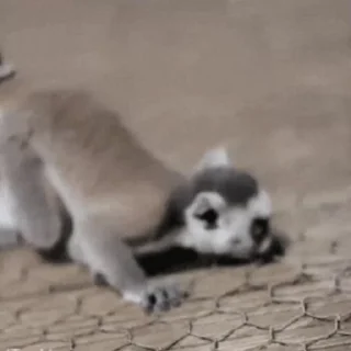 Стікер Lemurs 👶