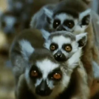 Стікер Lemurs 😎