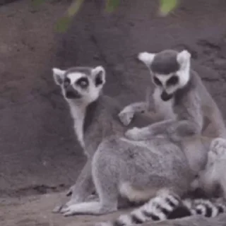 Стікер Lemurs 🫡