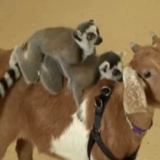 Стикер Lemurs 🐐