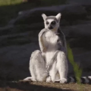 Lemurs emoji 🛁