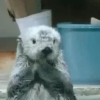 Otters | Выдры  emoji 👻