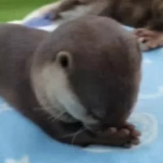 Otters | Выдры stiker 🫣