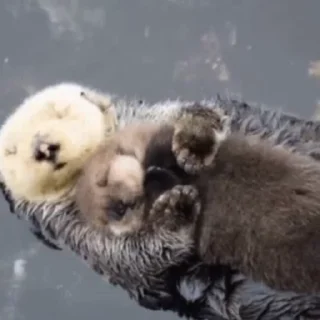 Otters | Выдры  emoji 😘