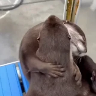 Otters | Выдры stiker 🥰