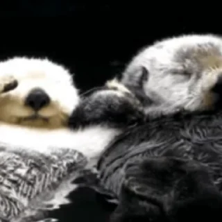 Otters | Выдры emoji 🛁