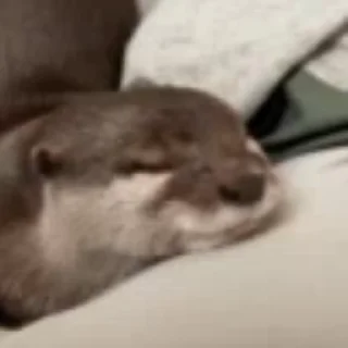 Otters | Выдры emoji 💞