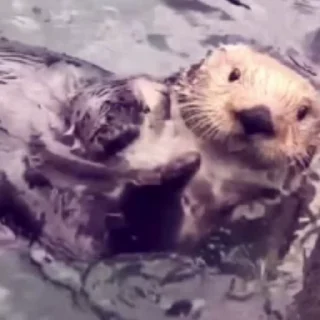 Otters | Выдры emoji 💅