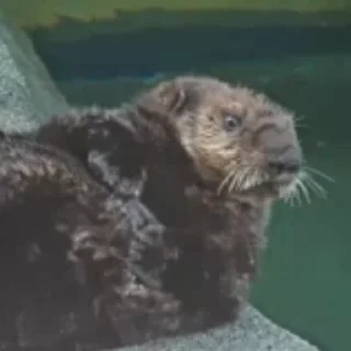 Otters | Выдры stiker 🦋