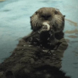 Стікер Otters | Выдры 2 😋