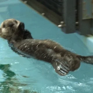 Otters | Выдры 2 sticker 👋