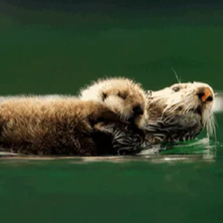 Otters | Выдры 2 stiker 🫡