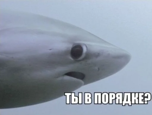Стікер what_a_beautiful_day 🦈