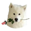 Емодзі телеграм White Dog Emoji
