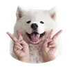Емодзі White Dog Emoji ✌