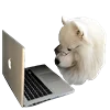 White Dog Emoji emoji 💻