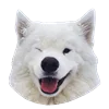 White Dog Emoji emoji 😉