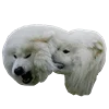 Емодзі White Dog Emoji 👊