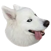 White Dog Emoji emoji 🤪